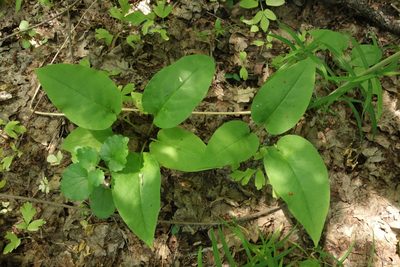 Pulmonaria obscura, photographed by Aleksei Baushev