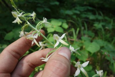 Platanthera bifolia, photographed by Aleksei Baushev