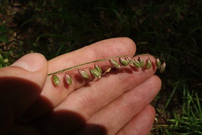 Melica nutans, photographed by Aleksei Baushev