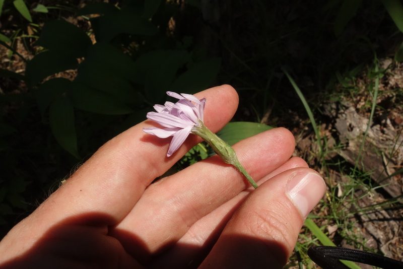 Scorzonera purpurea, photographed by Aleksei Baushev