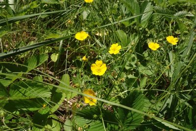 Potentilla thuringiaca, photographed by Aleksei Baushev