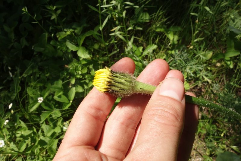 Hypochaeris maculata, photographed by Aleksei Baushev