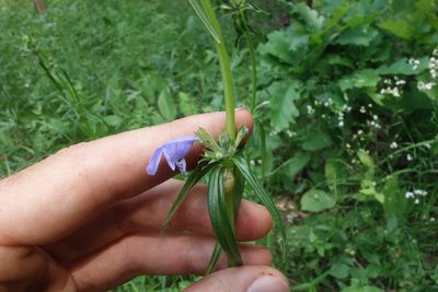 Dracocephalum ruyschiana, photographed by Aleksei Baushev