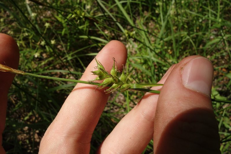Carex michelii, photographed by Aleksei Baushev