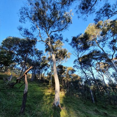 Eucalyptus mannifera, photographed by ronavery