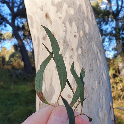 Eucalyptus mannifera, photographed by ronavery
