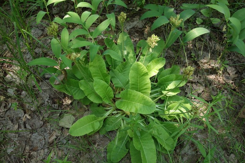 Primula veris, photographed by Aleksei Baushev