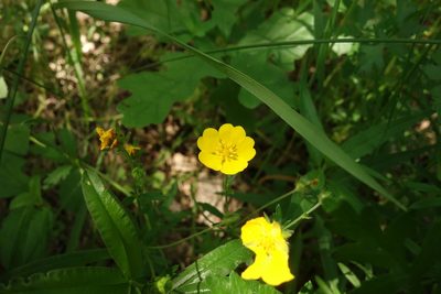 Potentilla thuringiaca, photographed by Aleksei Baushev