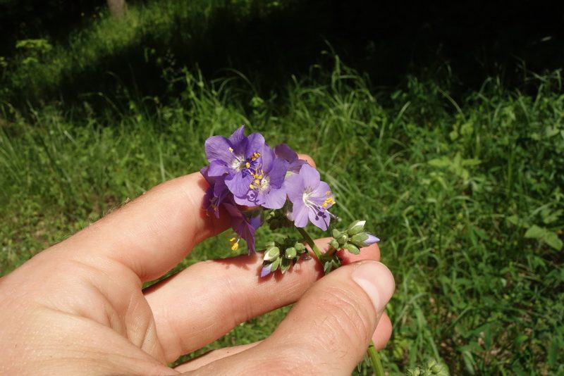Polemonium caeruleum, photographed by Aleksei Baushev