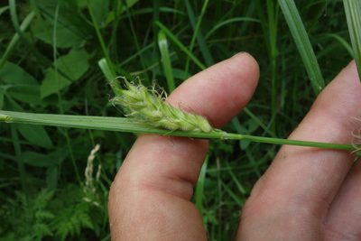 Carex hirta, photographed by Aleksei Baushev