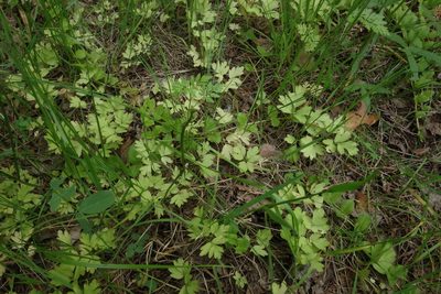 Adoxa moschatellina, photographed by Aleksei Baushev