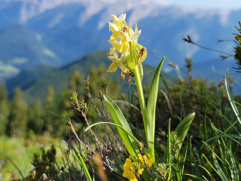 Dactylorhiza sambucina, photographed by Elias