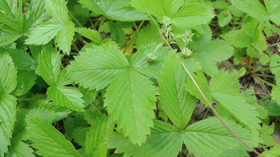 Fragaria vesca