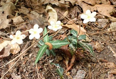 Chimaphila maculata, photographed by Paul Bedell