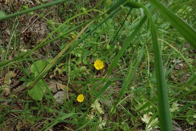 Potentilla thuringiaca, photographed by Aleksei Baushev