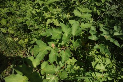 Heracleum sibiricum, photographed by Aleksei Baushev
