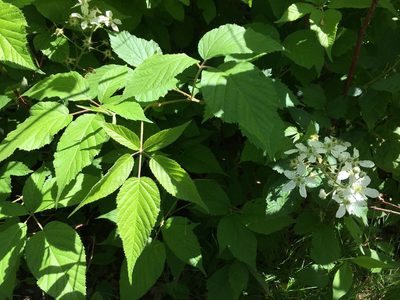 Rubus allegheniensis, photographed by rboles