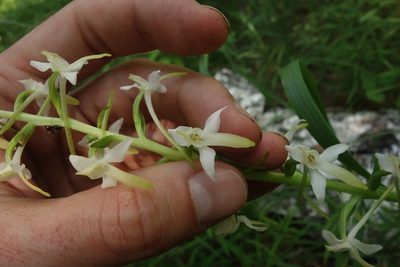 Platanthera bifolia, photographed by Aleksei Baushev