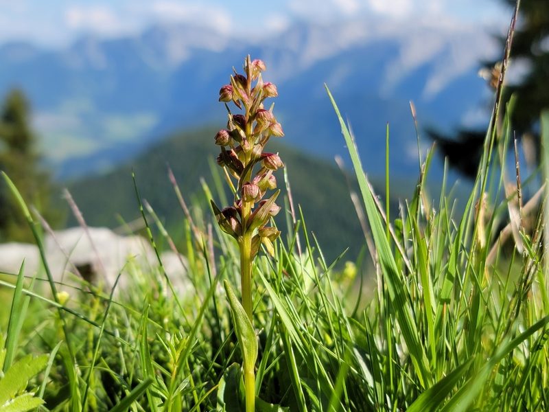 Dactylorhiza viridis, photographed by Elias