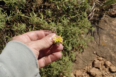 Heterotheca stenophylla, photographed by Eric Knight