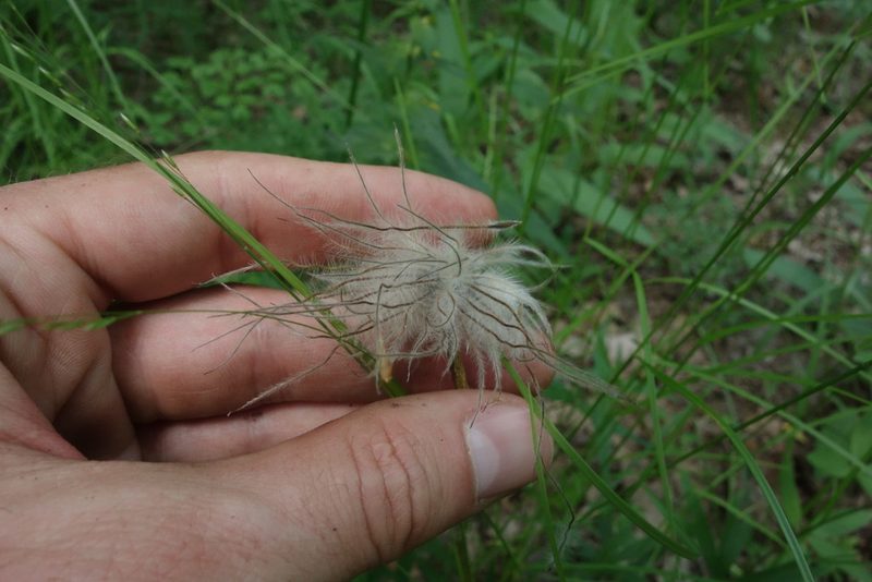 Pulsatilla patens, photographed by Aleksei Baushev