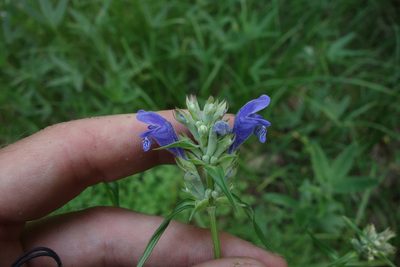 Dracocephalum ruyschiana, photographed by Aleksei Baushev