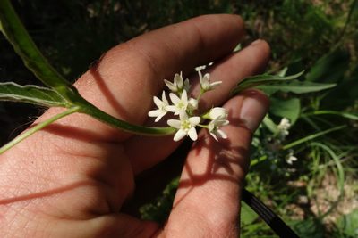 Vincetoxicum hirundinaria, photographed by Aleksei Baushev