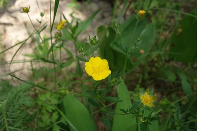 Potentilla thuringiaca, photographed by Aleksei Baushev