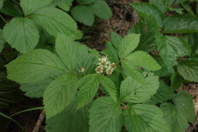 Rubus saxatilis, photographed by Aleksei Baushev