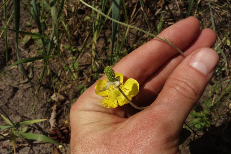 Ranunculus illyricus, photographed by Aleksei Baushev