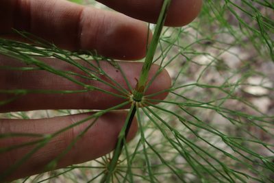Equisetum sylvaticum, photographed by Aleksei Baushev