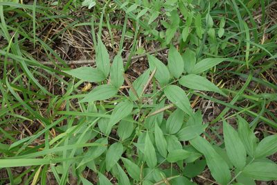 Lathyrus vernus, photographed by Aleksei Baushev