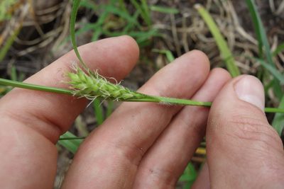 Carex hirta, photographed by Aleksei Baushev