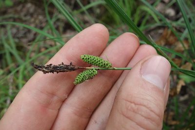 Carex cespitosa, photographed by Aleksei Baushev