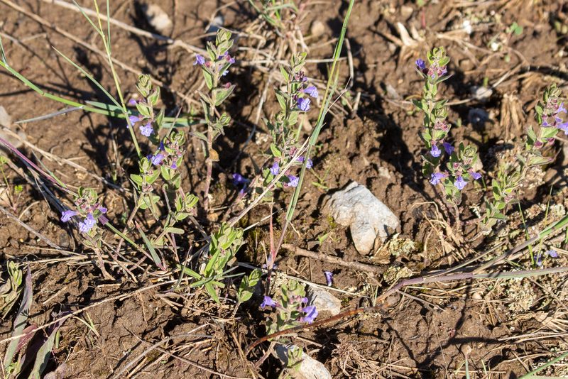 Scutellaria parvula, photographed by Alec McClay