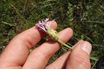Scorzonera purpurea, photographed by Aleksei Baushev