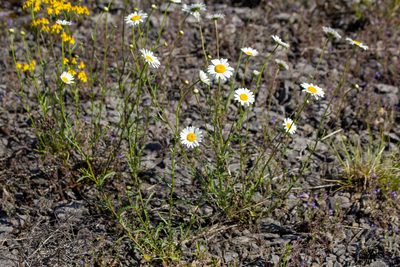 Leucanthemum vulgare, photographed by Alec McClay