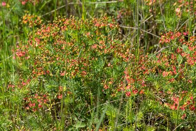 Euphorbia cyparissias, photographed by Alec McClay