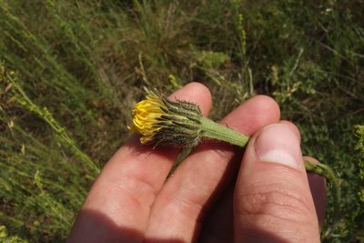 Hypochaeris maculata, photographed by Aleksei Baushev