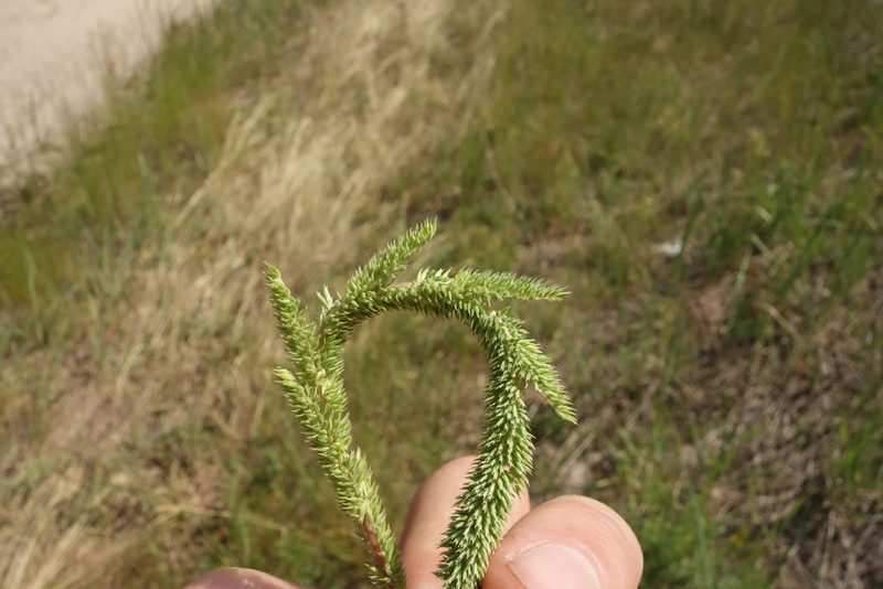 Phleum phleoides, photographed by Aleksei Baushev
