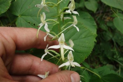 Platanthera bifolia, photographed by Aleksei Baushev