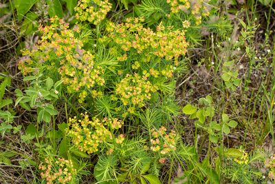 Euphorbia cyparissias, photographed by Alec McClay