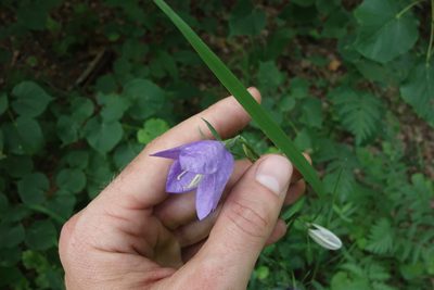 Campanula persicifolia, photographed by Aleksei Baushev