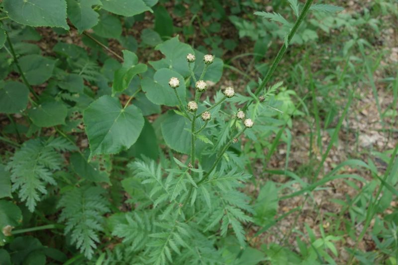 Tanacetum corymbosum, photographed by Aleksei Baushev