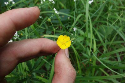 Potentilla thuringiaca, photographed by Aleksei Baushev