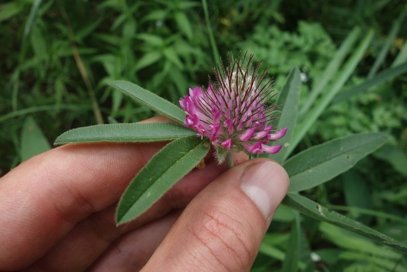 Trifolium alpestre, photographed by Aleksei Baushev
