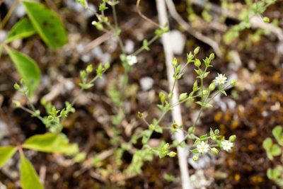Arenaria serpyllifolia, photographed by Alec McClay