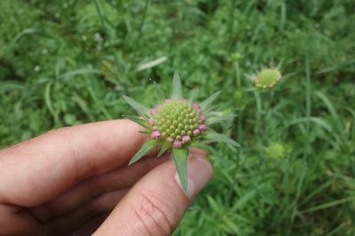 Knautia arvensis, photographed by Aleksei Baushev