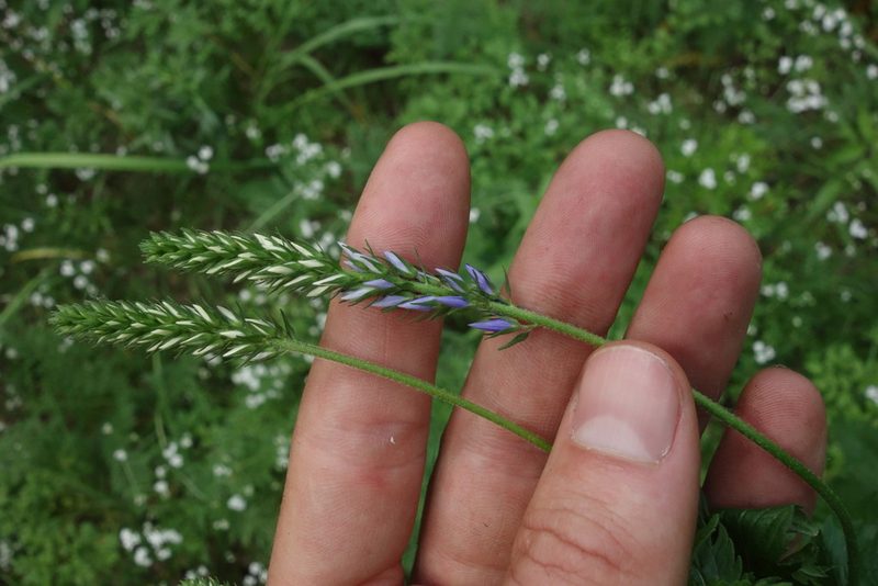 Veronica teucrium, photographed by Aleksei Baushev