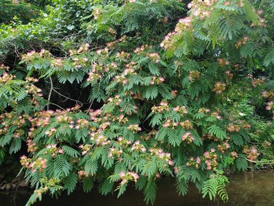 Albizia julibrissin, photographed by georgiangent